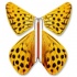 Magic Butterfly Honey
