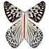Papillon volant Leuconoe