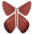 Magic Butterfly  Chocolate spring