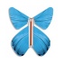 Papillon volant Printemps bleu