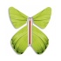 Magic Butterfly green spring