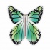 Papillon volant  New Vert