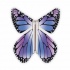 Papillon volant  New violet