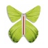 Papillon volant Printemps Anis