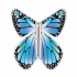Papillon volant  New bleu