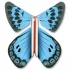 Papillon volant Azuré des Cytises